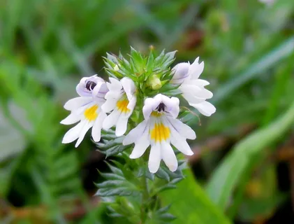 Comprehensive Guide to the Benefits of Eyebright Supplements