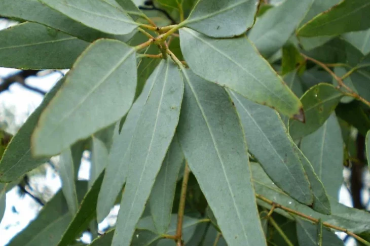 The Comprehensive Guide to the Benefits of Eucalyptus Supplements