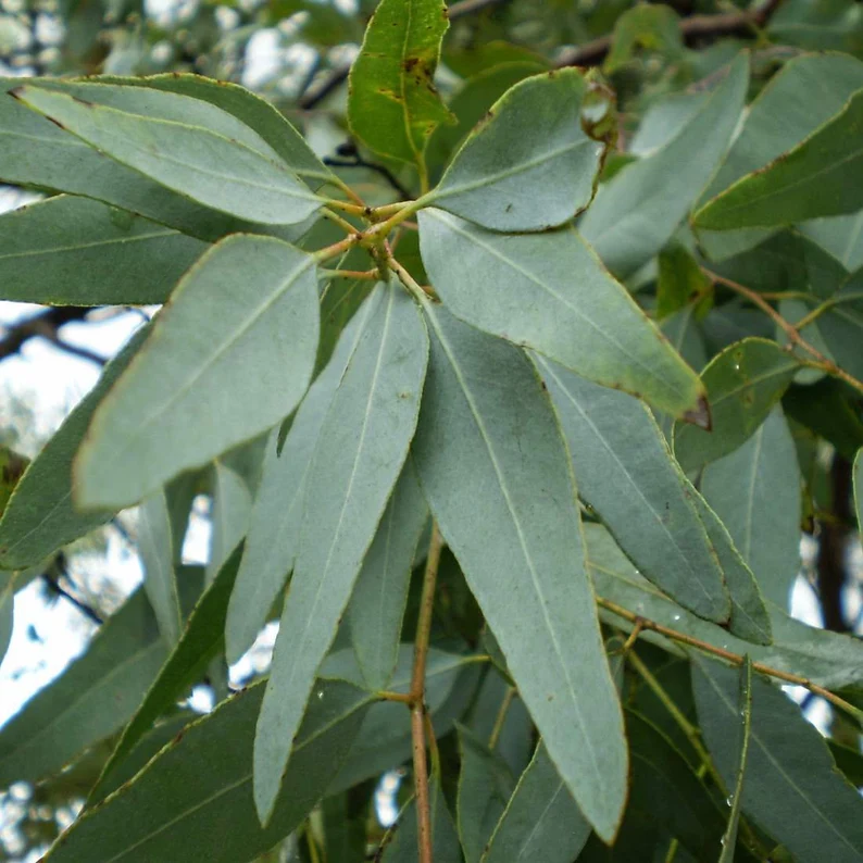 The Comprehensive Guide to the Benefits of Eucalyptus Supplements