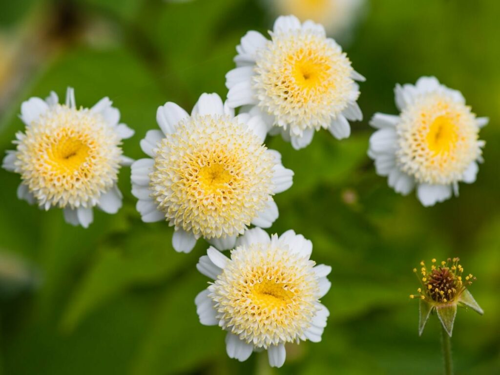 The Comprehensive Guide to the Benefits of Feverfew Supplements