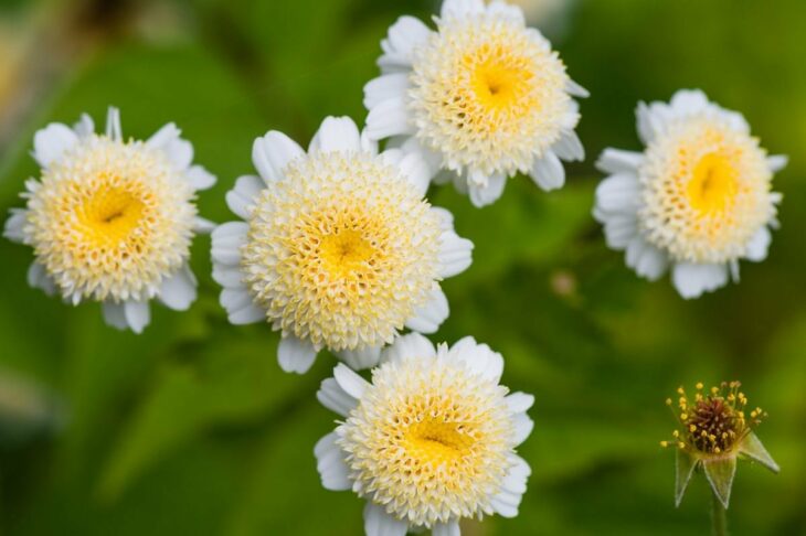 The Comprehensive Guide to the Benefits of Feverfew Supplements