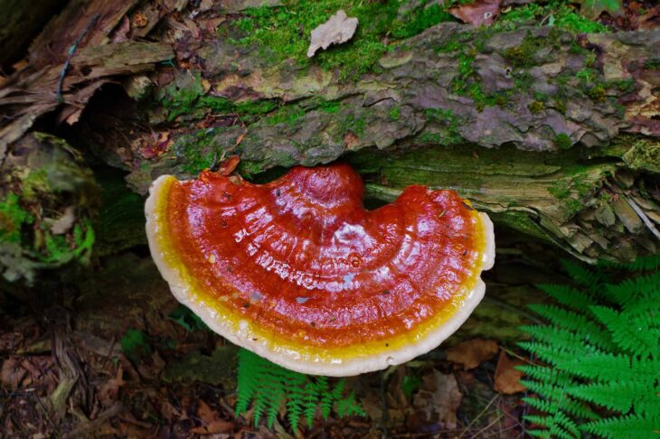 The Comprehensive Guide to the Benefits of Reishi Functional Mushrooms